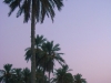 palms